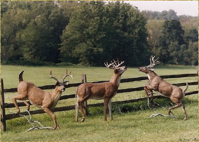 Deer Herd